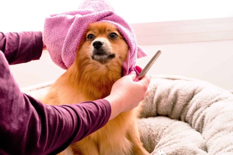 Sizinle ilgilenen köpeğinizle ilgilenmek