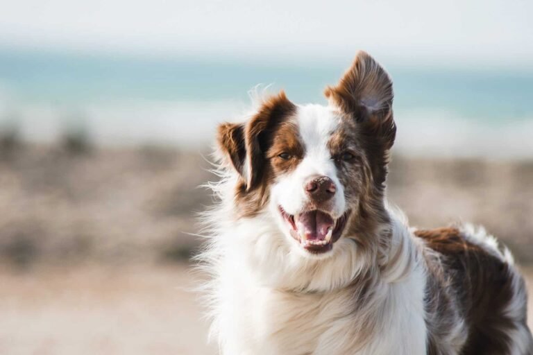 Yeni köpek sahiplerine tavsiyeler